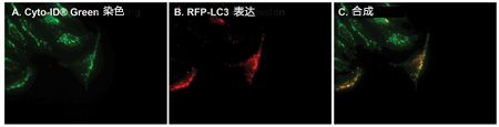 CYTO-ID® 自噬检测试剂盒                              CYTO-ID® Autophagy detection kit