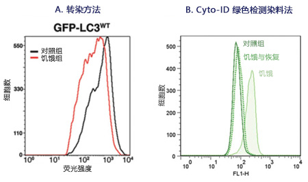 CYTO-ID® 自噬检测试剂盒                              CYTO-ID® Autophagy detection kit