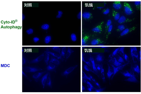 CYTO-ID® 自噬检测试剂盒                              CYTO-ID® Autophagy detection kit