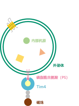 EV-Perm™ 外泌体膜渗透处理用试剂盒