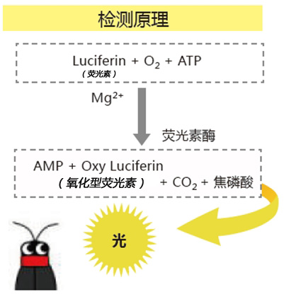 ATP 荧光检测仪 PD-30                              Lumitester PD-30