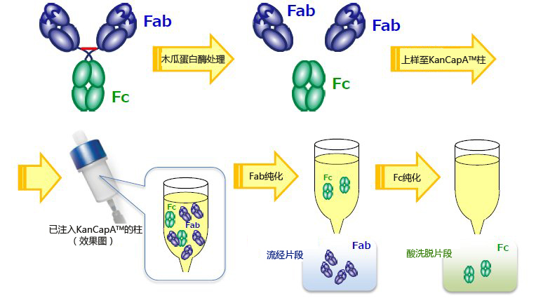 KANEKA KanCapA™                              新标准　抗体纯化树脂
