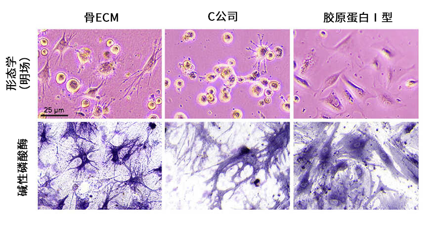 Xylyx TissueSpec™ ECM水凝胶（3D）                              近似体内环境的细胞培养模型