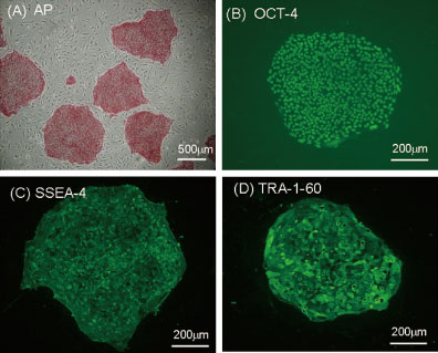 适用于灵长类 ES/iPS 细胞的玻璃化冻存液                              StemCell Keep