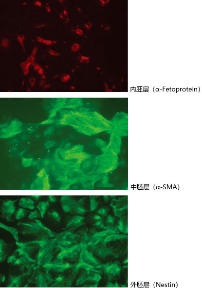 适用于灵长类 ES/iPS 细胞的玻璃化冻存液                              StemCell Keep