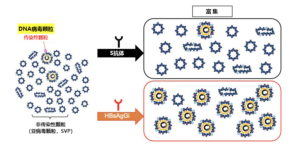 HBsAgGi抗体 & HBsAgGi ELISA试剂盒                              乙型肝炎病毒特异性检测