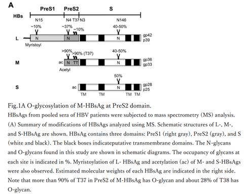 HBsAgGi抗体 & HBsAgGi ELISA试剂盒                              乙型肝炎病毒特异性检测