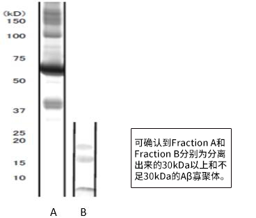 高分子β-淀粉样蛋白寡聚体ELISA试剂盒Wako Ver.2                              High Molecular Amyloid β Oligomer ELISA Kit Wako Ver.2