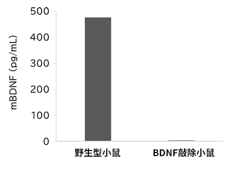 高灵敏度Mature BDNF ELISA试剂盒                              Mature BDNF ELISA Kit Wako, High Sensitive