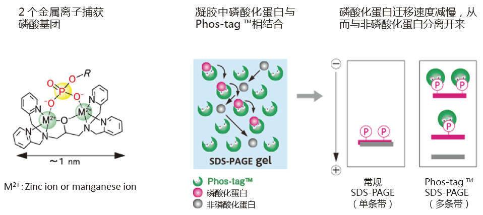 SuperSep Phos-tag™ 预制胶                              SuperSep Phos-tag™