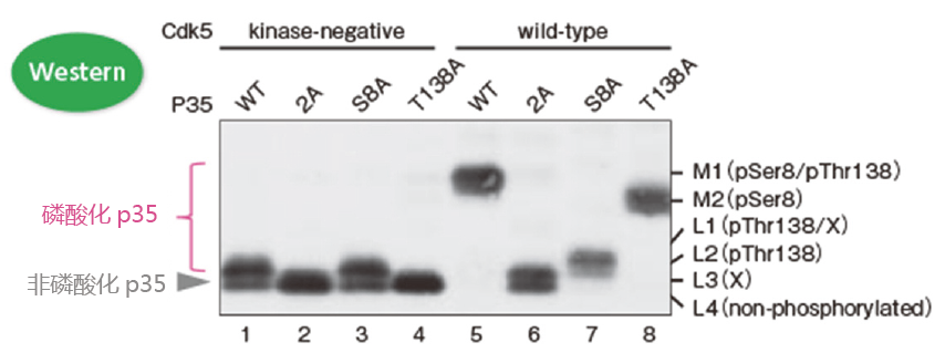 SuperSep Phos-tag™ 预制胶                              SuperSep Phos-tag™