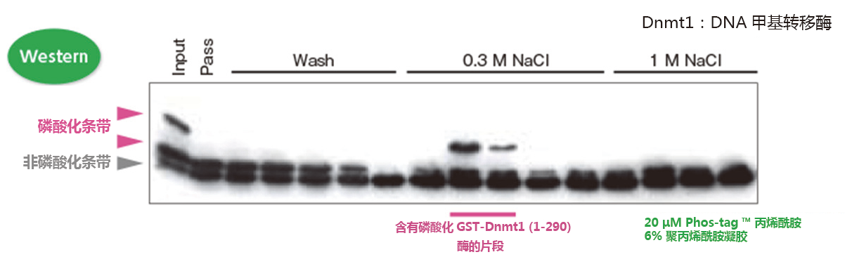 SuperSep Phos-tag™ 预制胶                              SuperSep Phos-tag™