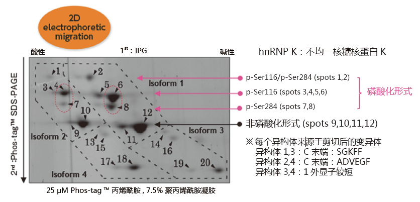 SuperSep Phos-tag™ 预制胶                              SuperSep Phos-tag™