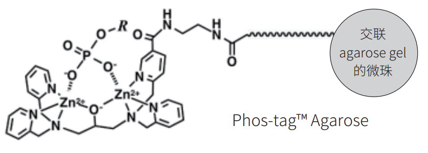 Phos-tag™ 琼脂糖                              Phos-tag™ Agarose