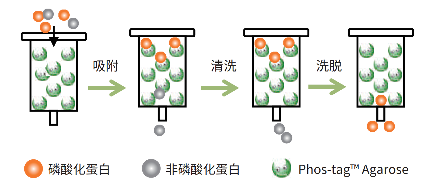 Phos-tag™ 琼脂糖                              Phos-tag™ Agarose