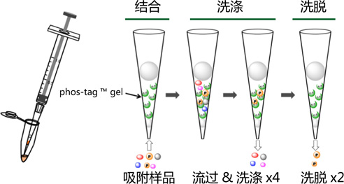 Phos-tag™ 琼脂糖枪头                              Phos-tag™ Tip