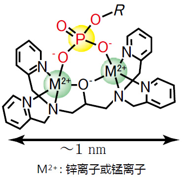 Phos-tag™ 琼脂糖枪头                              Phos-tag™ Tip