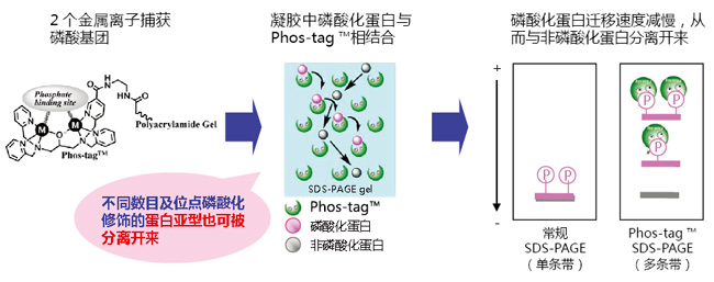 Phos-tag™ 琼脂糖枪头                              Phos-tag™ Tip