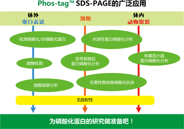 Phos-tag™ 琼脂糖枪头                              Phos-tag™ Tip