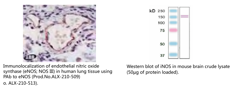 胚胎干细胞标记物                              Embryonic Stem Cell Markers