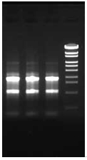 ISOSPIN Cell & Tissue RNA                              从动物细胞和组织提取RNA试剂盒