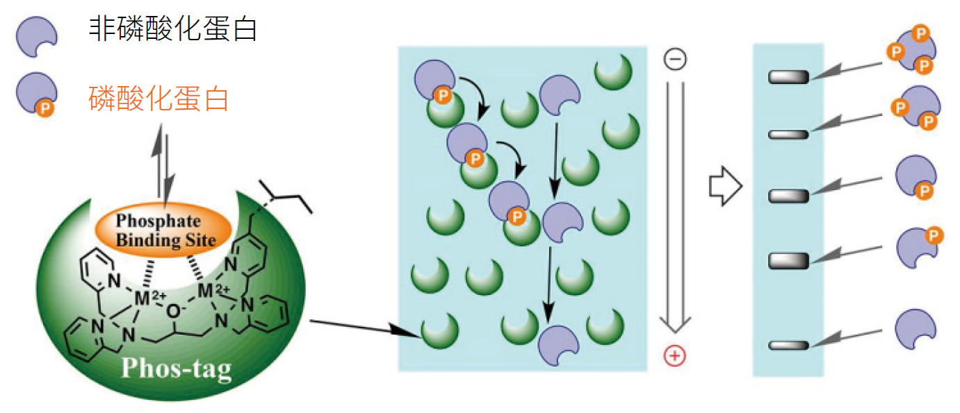 磷酸化蛋白分析用——Phos-tag™ 系列产品