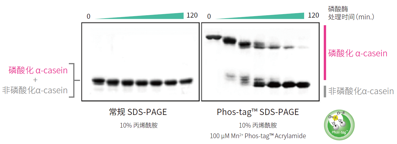 磷酸化蛋白分析用——Phos-tag™ 系列产品