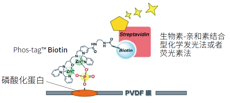 磷酸化蛋白分析用——Phos-tag™ 系列产品