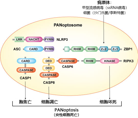 炎性细胞死亡（细胞焦亡/凋亡/坏死）研究工具——PANoptosis