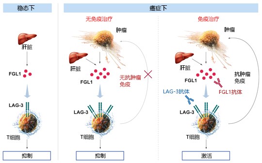 LAG-3免疫检查点