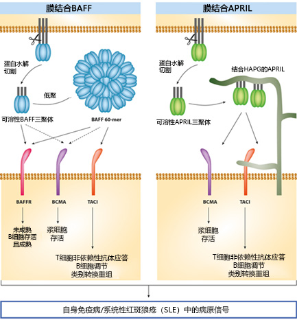 自身免疫病生物标志物——人APRIl与BAFF ELISA试剂盒