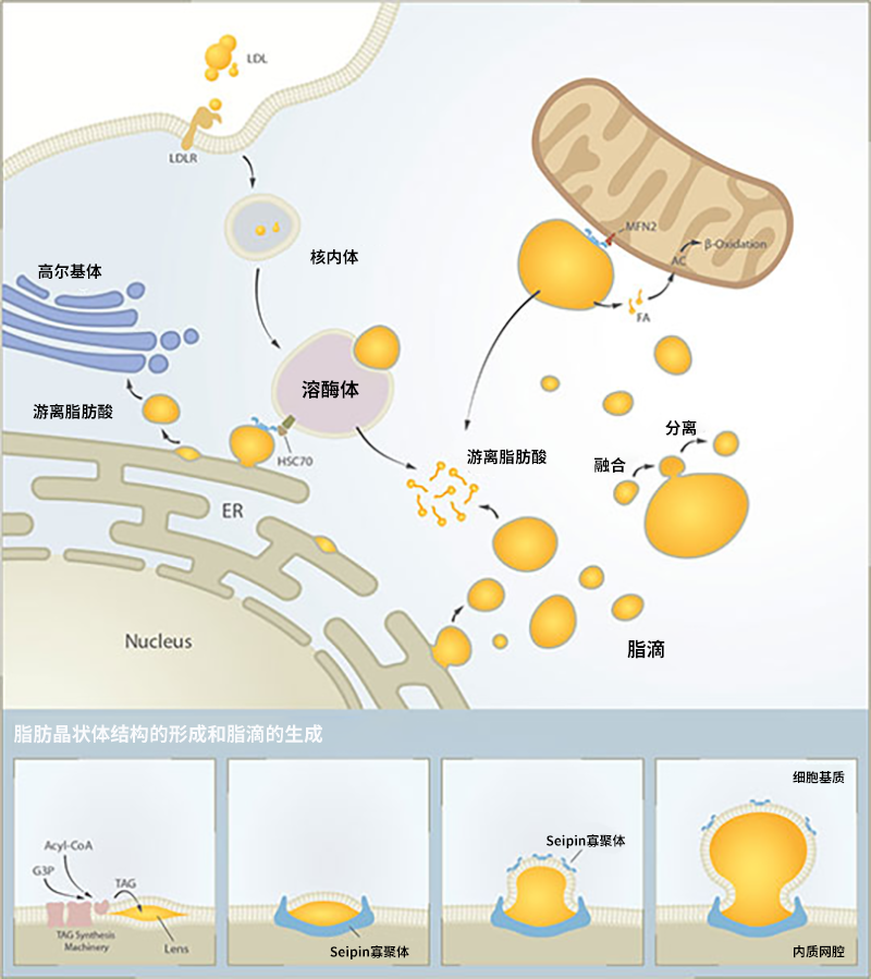 脂滴与细胞