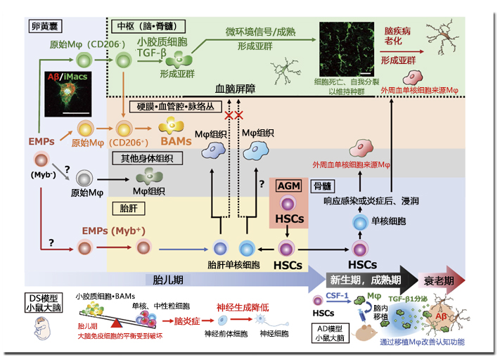 第2回 小胶质细胞的发育起源及脑疾病