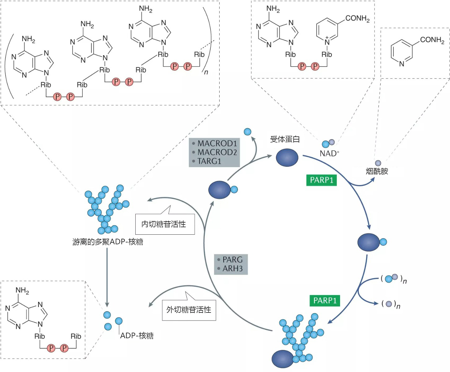 多聚ADP-核糖基化修饰[PARylation：Poly(ADP-ribosyl)ation]