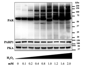 多聚ADP-核糖基化修饰[PARylation：Poly(ADP-ribosyl)ation]