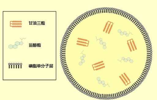 脂质研究用 产品特辑